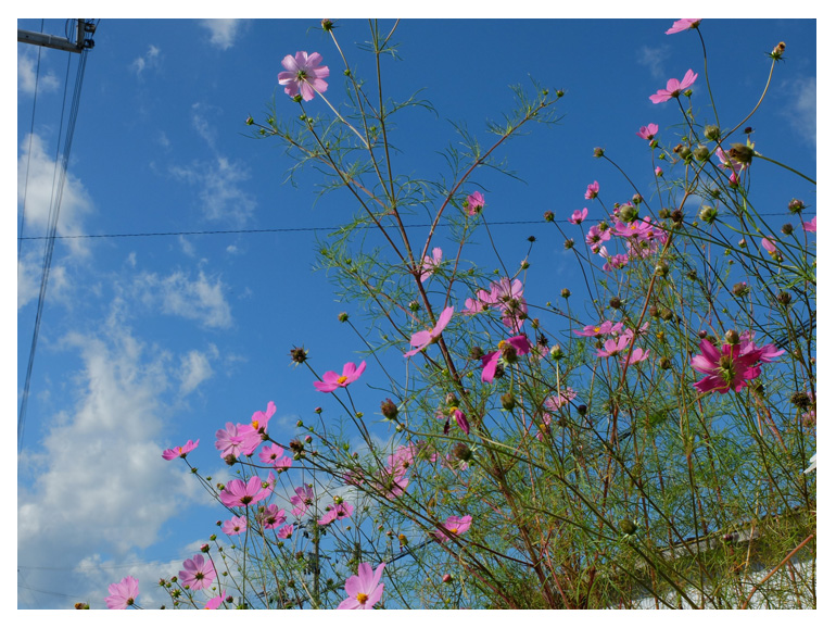 image21 ラフランス